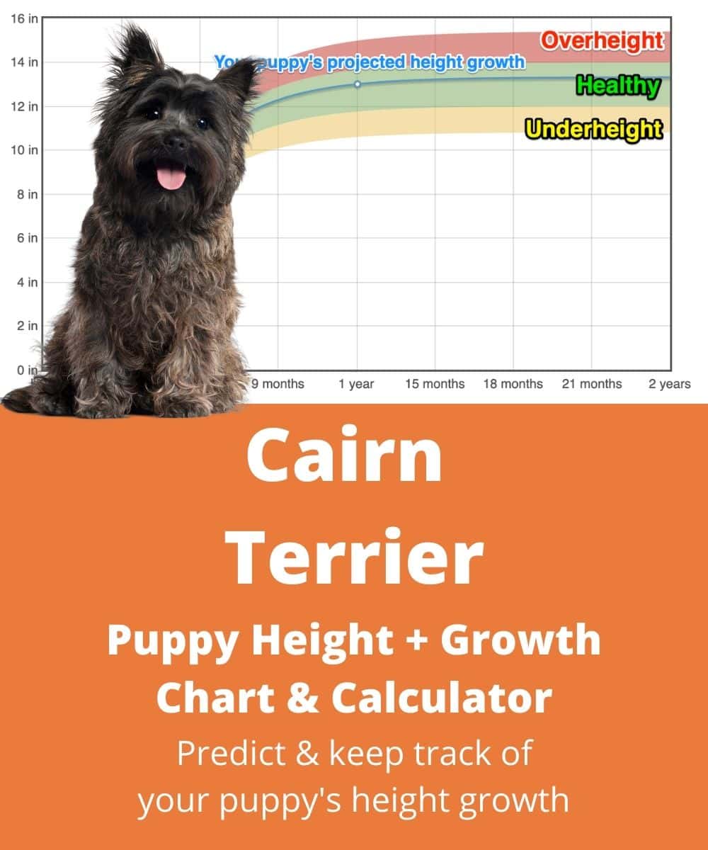 cairn-terrier Puppy height Growth Chart